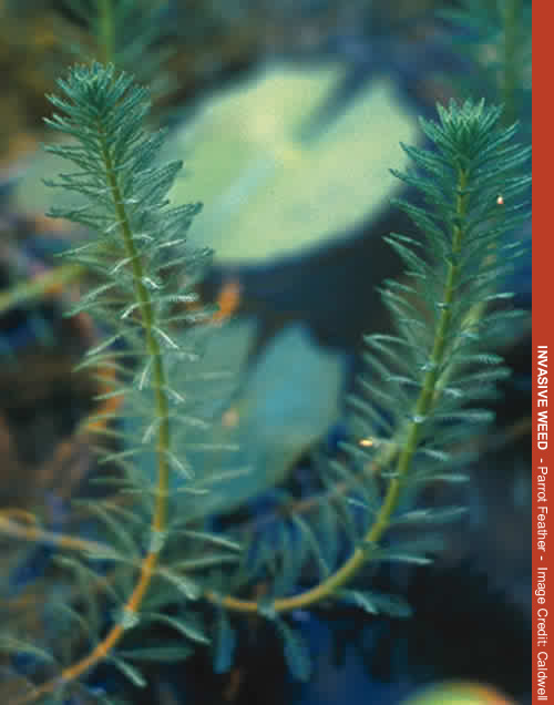 Parrot Feather, an invasive plant that threatens native plants in Arizona