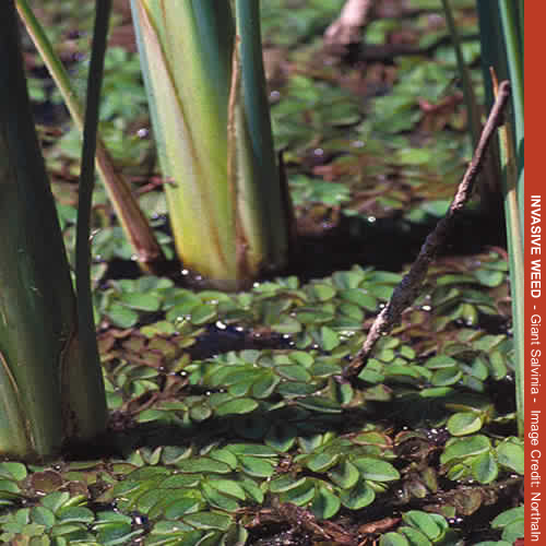 Giant Salvinia, an invasive plant that threatens native plants in Arizona