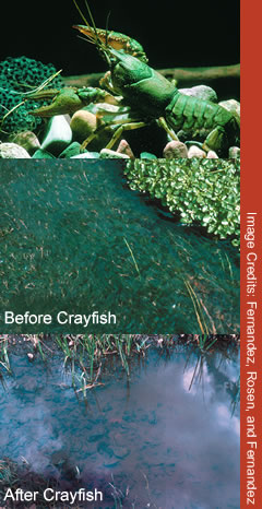 Crayfish can quickly destroy a natural habitat.