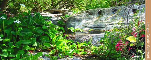 A Native Water Feature